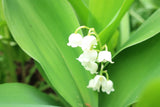LILY OF THE VALLEY FLOWER ESSENCE